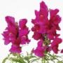 Seminte profesionale Antirrhinum majus - Gura leului - imagine 49082